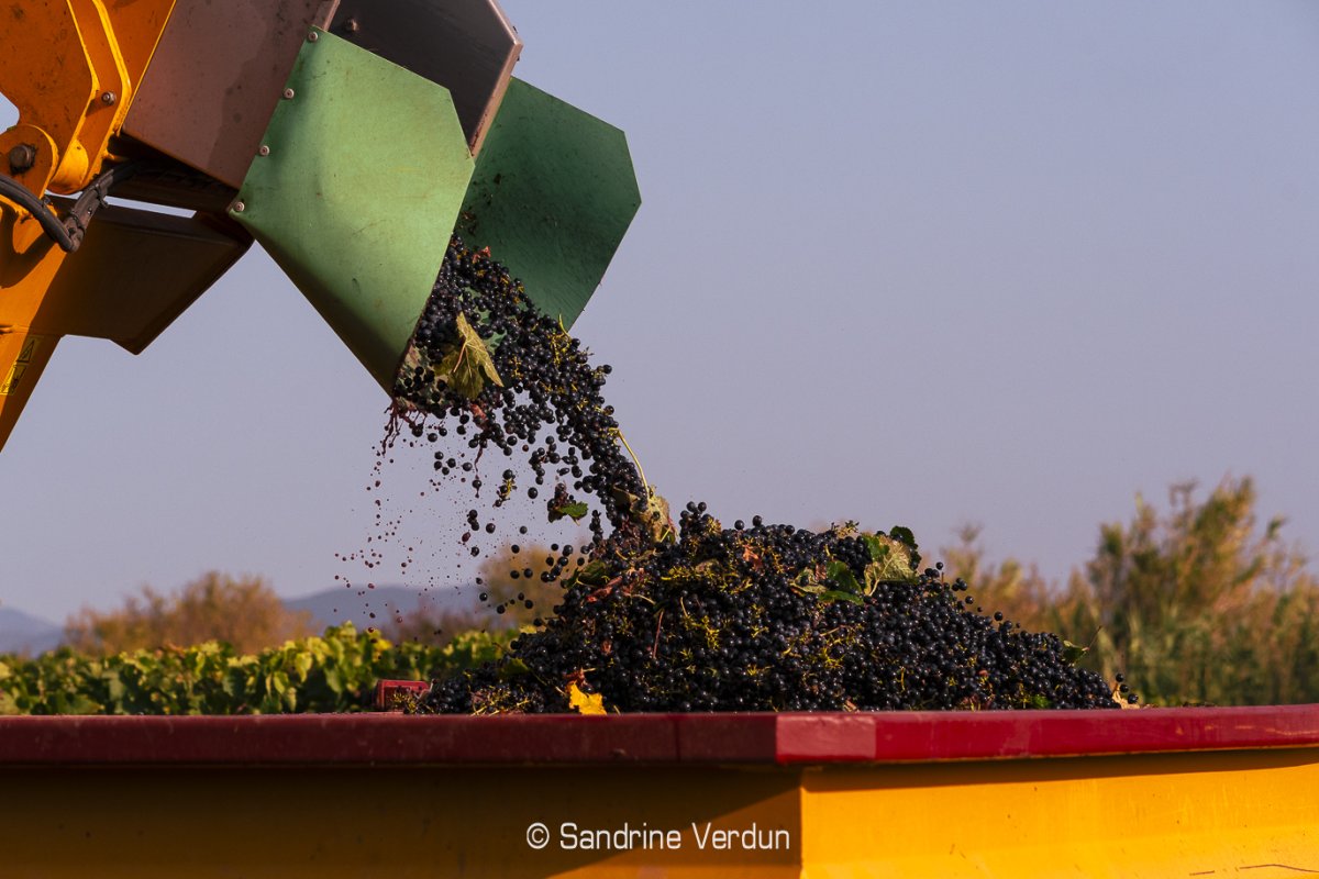 Machine à vendanger déversant le raisin fraîchement récolté dans la remorque d'un tracteur